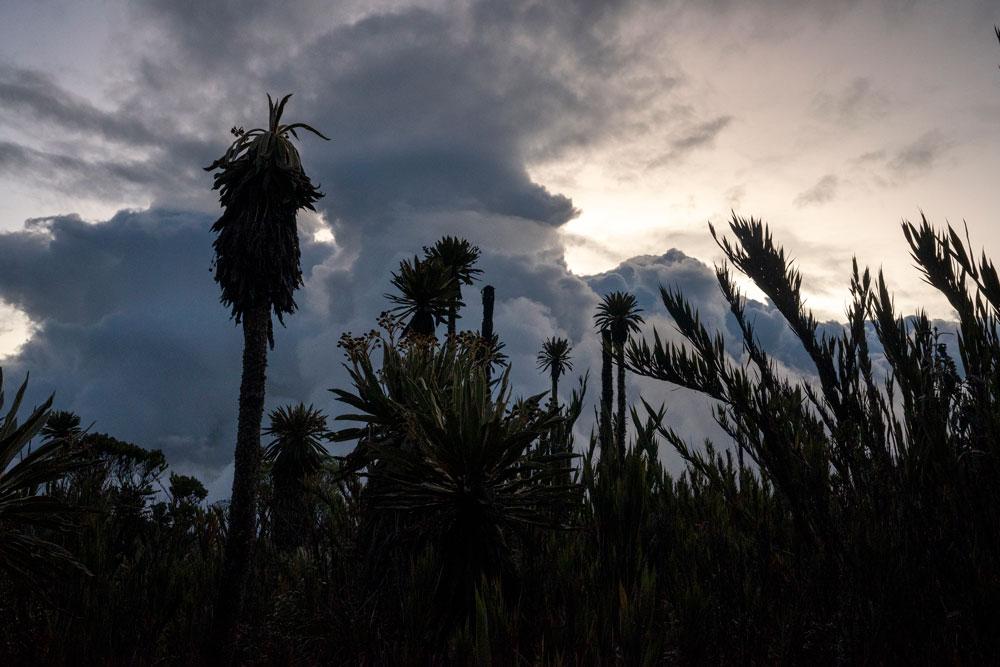 Exploring the Wonders of the Paramo Ecosystem in Colombia