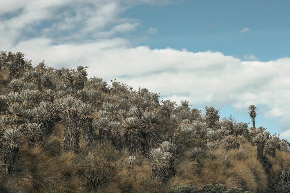 8 One-Day Hikes to Escape from Bogotá
