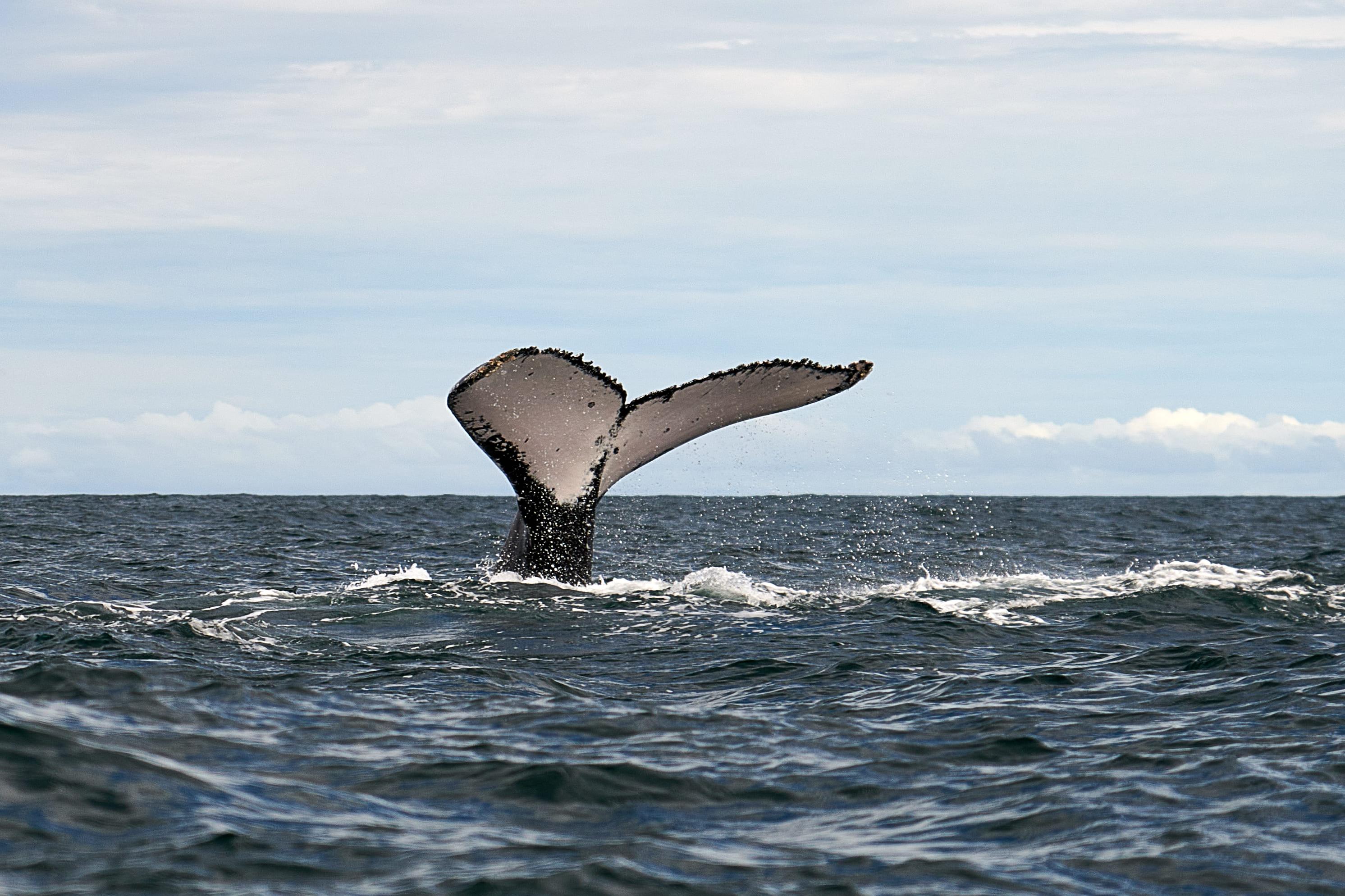 ¡7 increíbles lugares para avistamiento de ballenas en Colombia 2025!