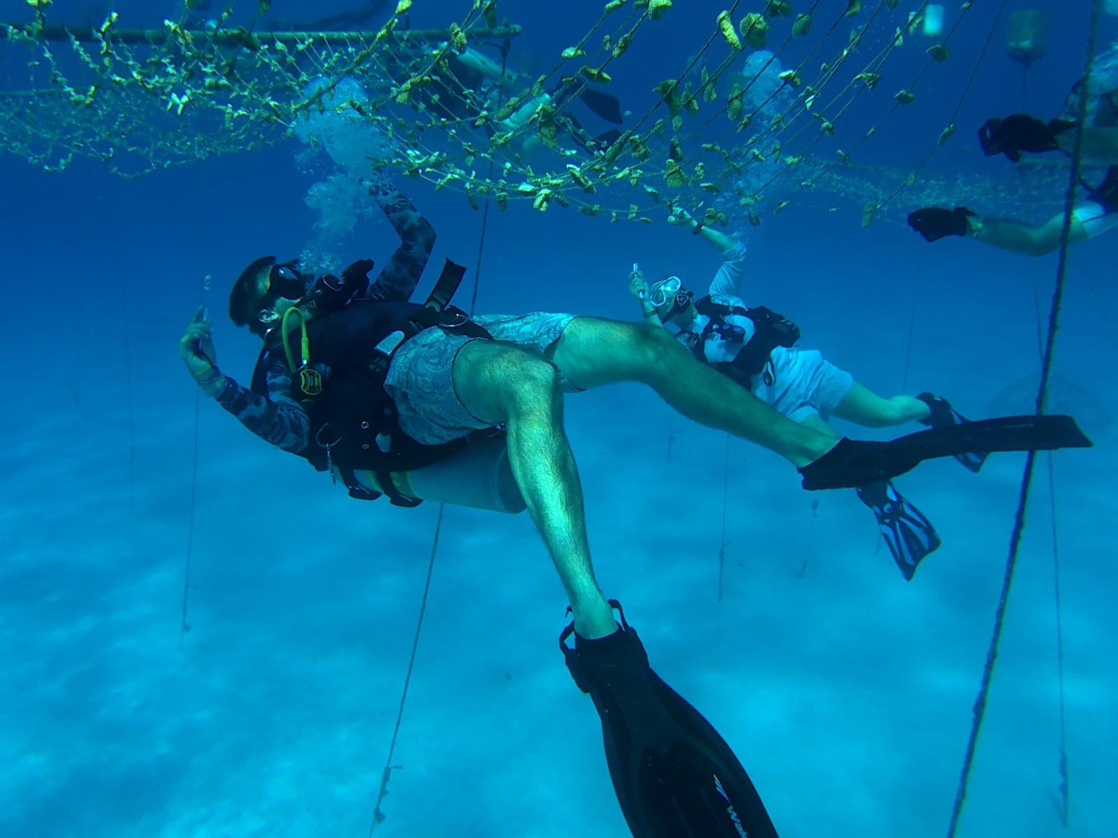 Buceo regenerativo:  6 días redescubriendo y restaurando San Andrés Islas