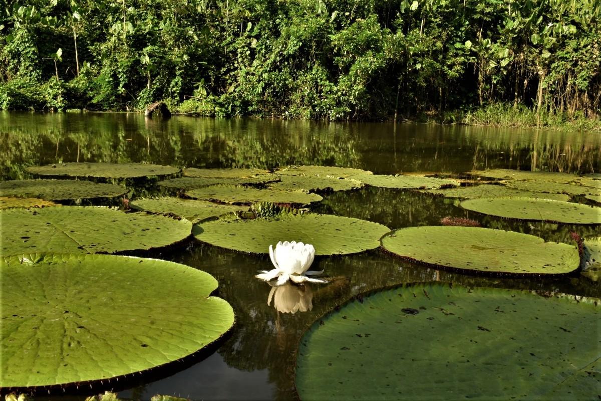 4 Días en el Corazón del Amazonas, delfines, comunidades y descanso