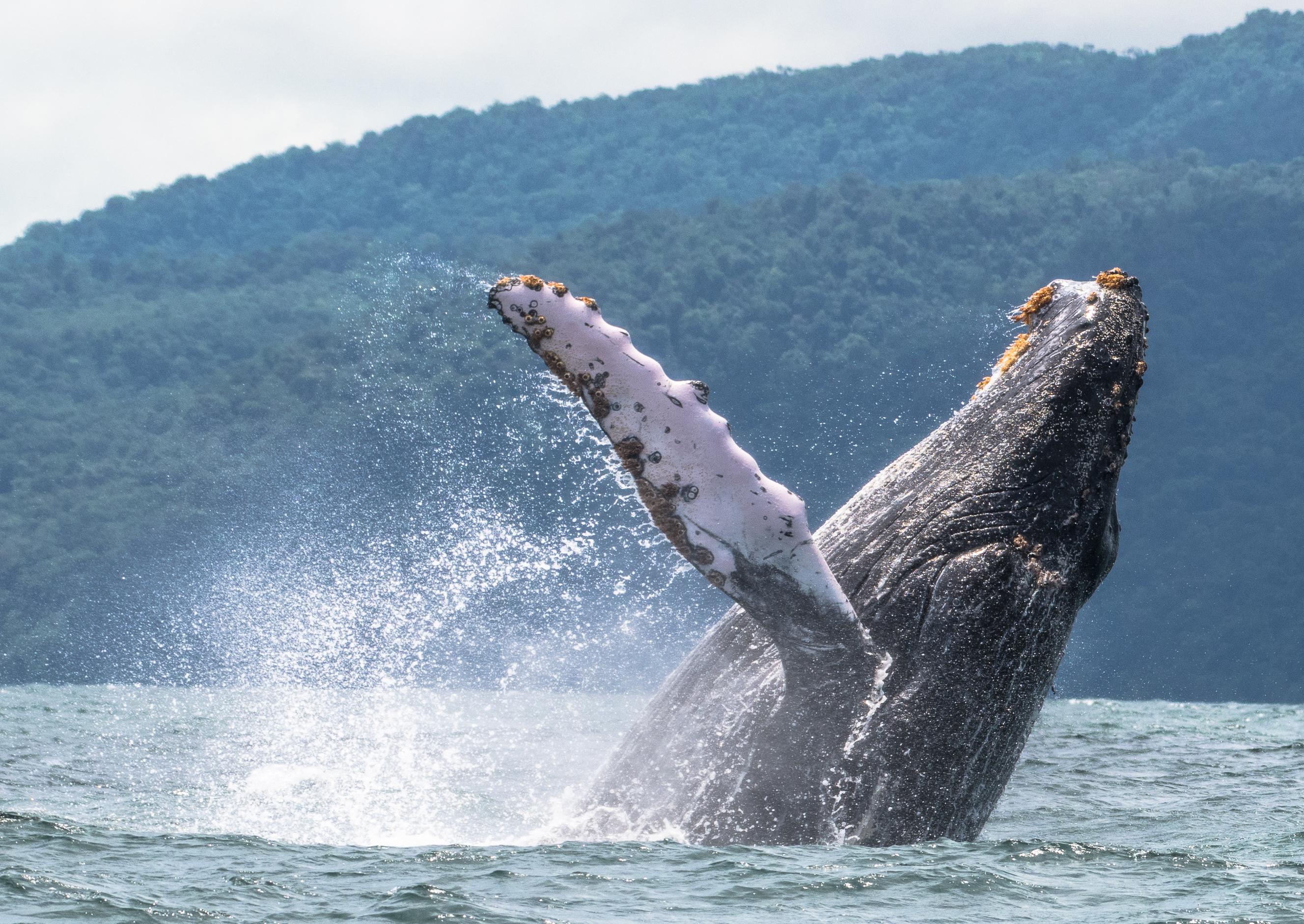4 días bajo el canto de las ballenas y la selva en Nuqui