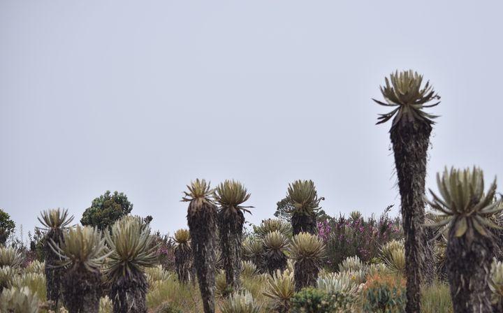 2 días de caminata en el Páramo de Belmira