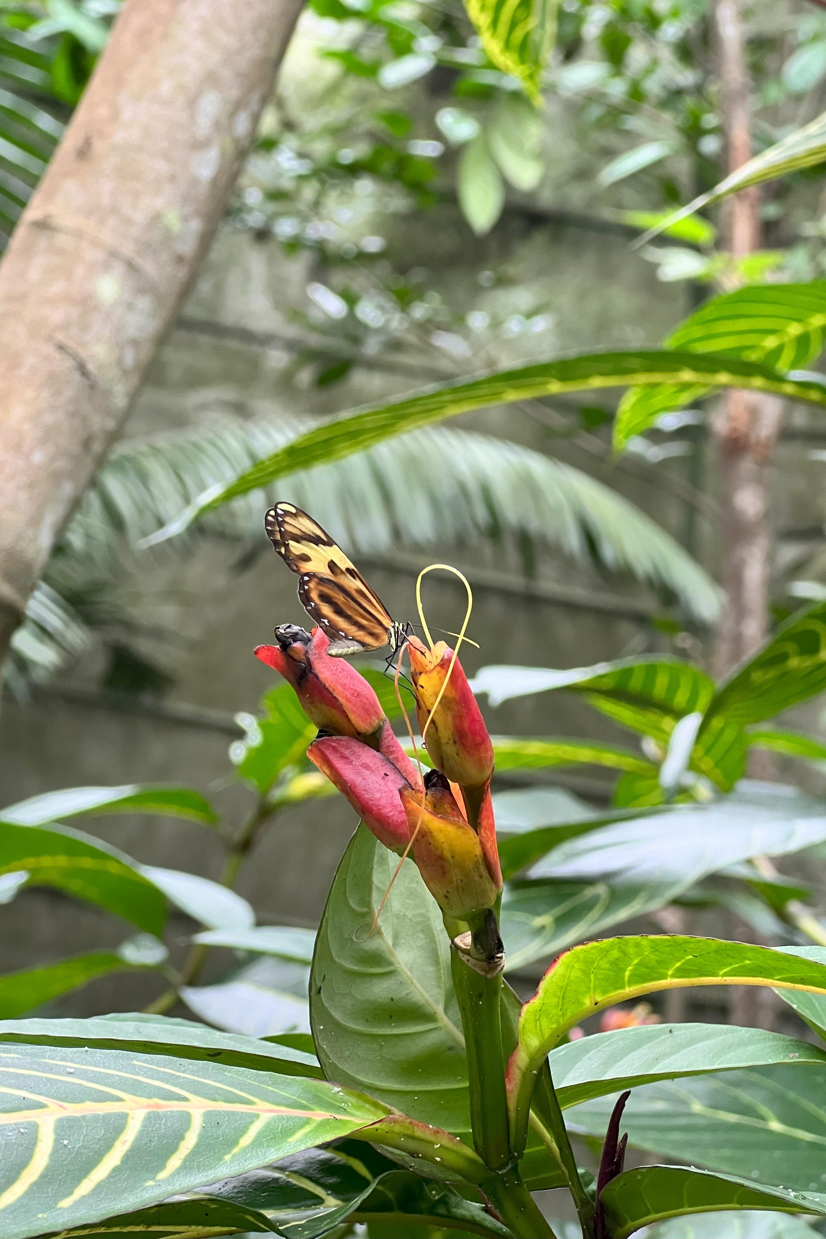 Mariposario de Cali y taller de pandebono