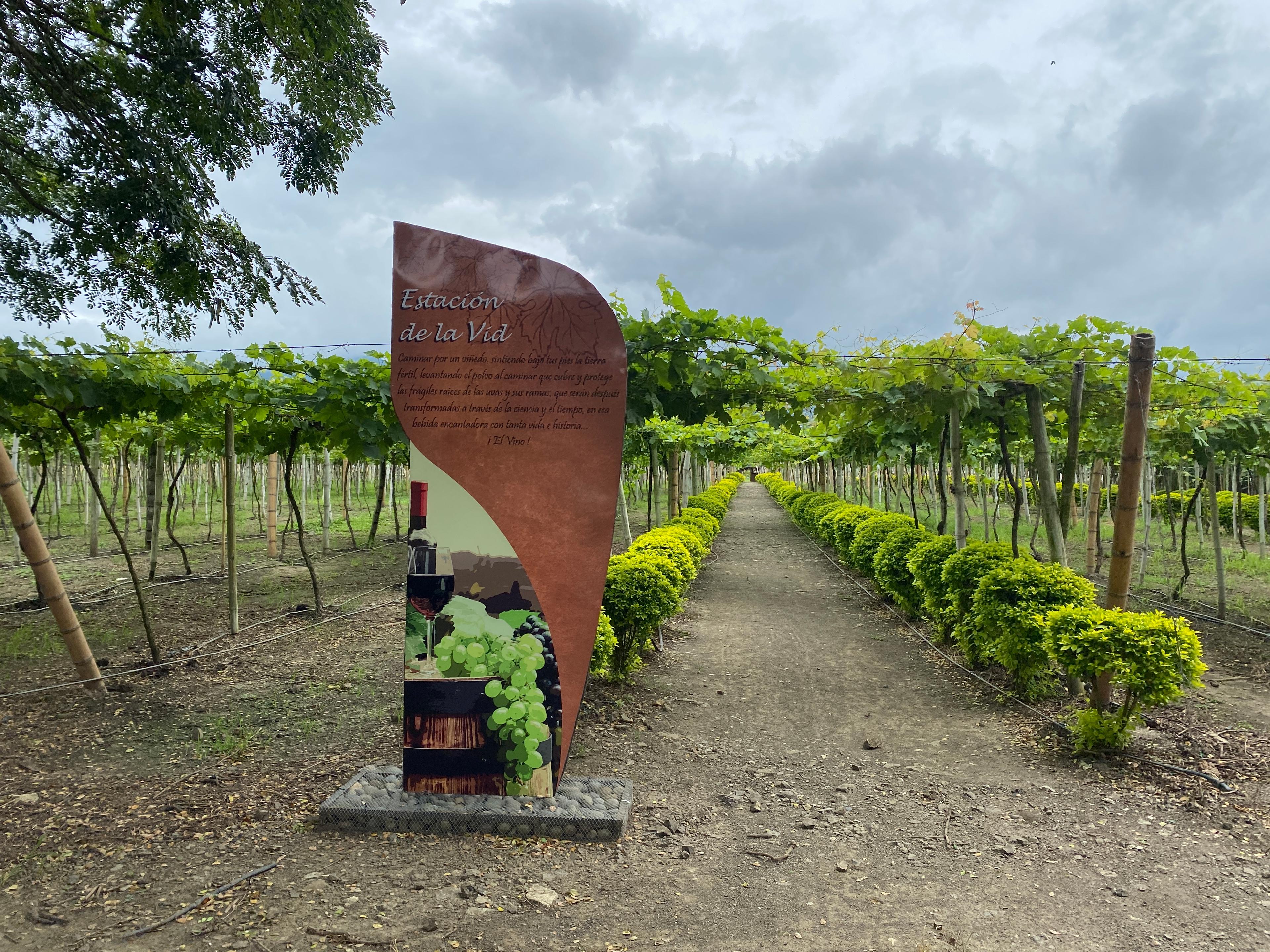 Ruta del Vino y el arte en la Unión y Roldanillo, pueblos mágicos.