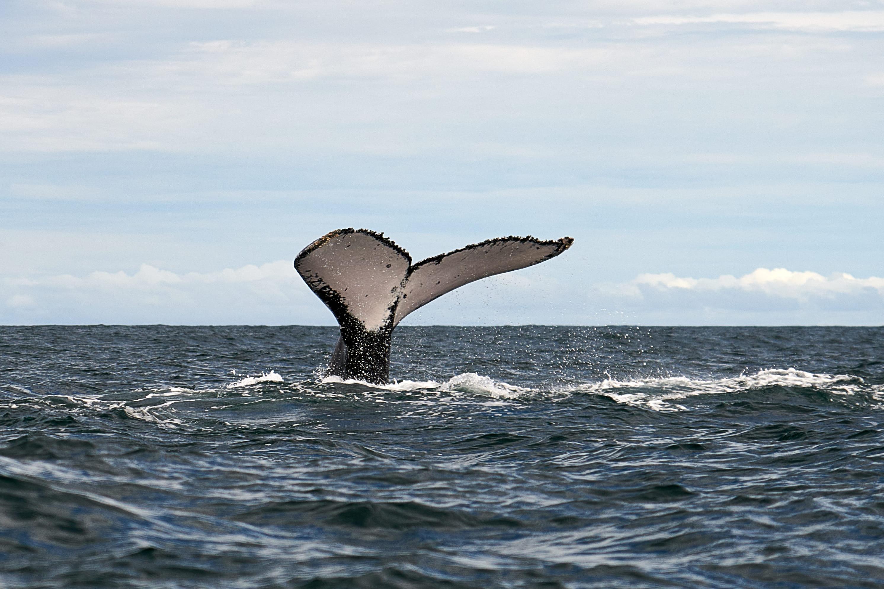 ¡7 increíbles lugares para avistamiento de ballenas en Colombia 2024!