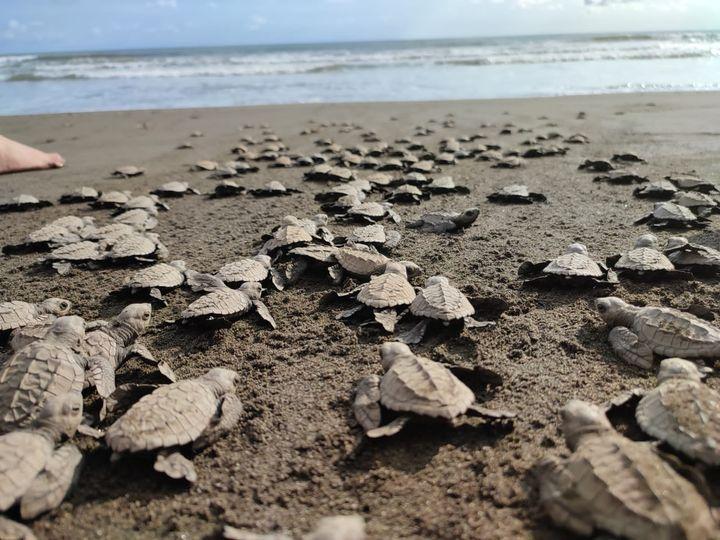 4 días en Bahía Solano: Liberación de tortugas y playas tropicales