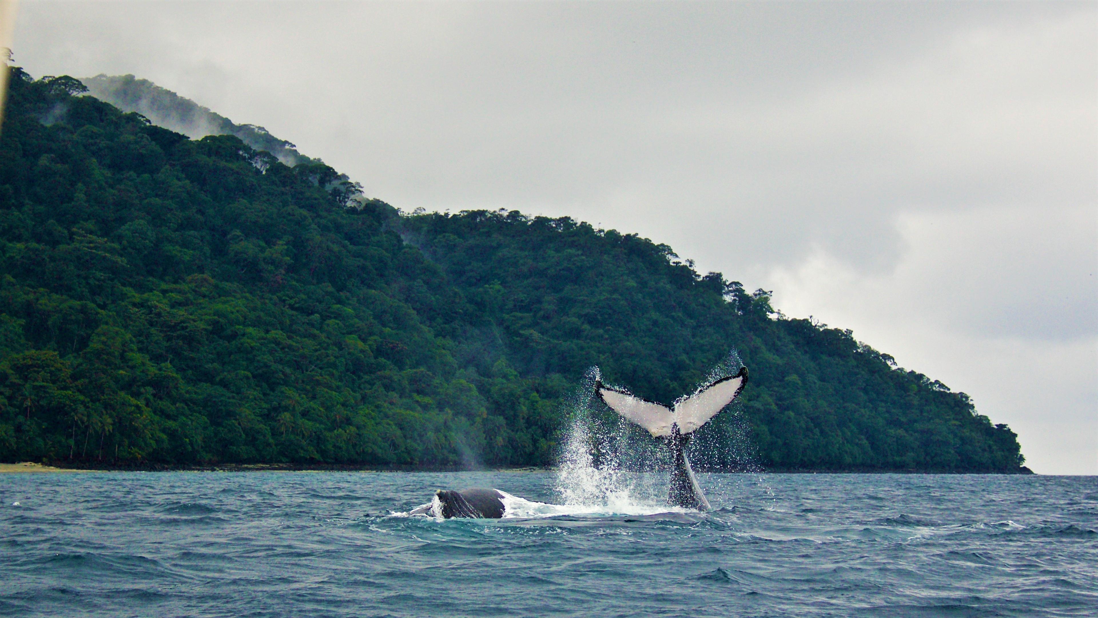 Encuentro con ballenas Gorgona y naturaleza en Guapi