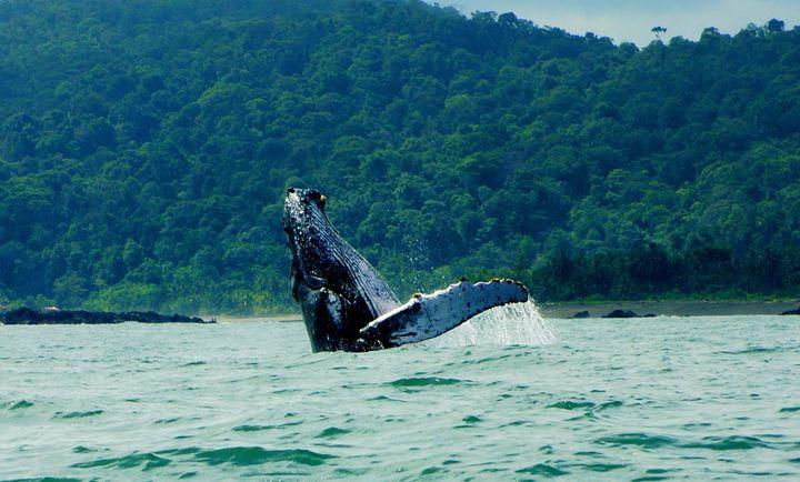 Avistamiento de ballenas Yubarta, selva y playas en Bahía Solano.