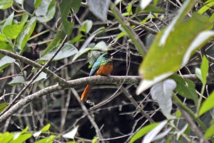 Birding Tour Canto Dulce de las Aves Tropicales en Nocaima