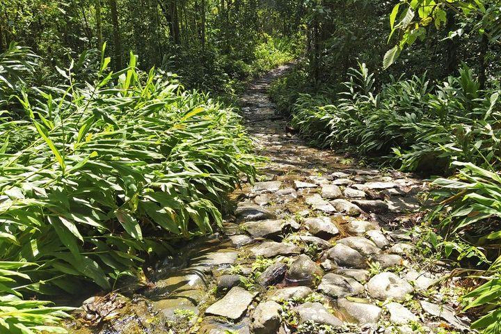 Walk along the Paths of the Royal Botanical Expedition