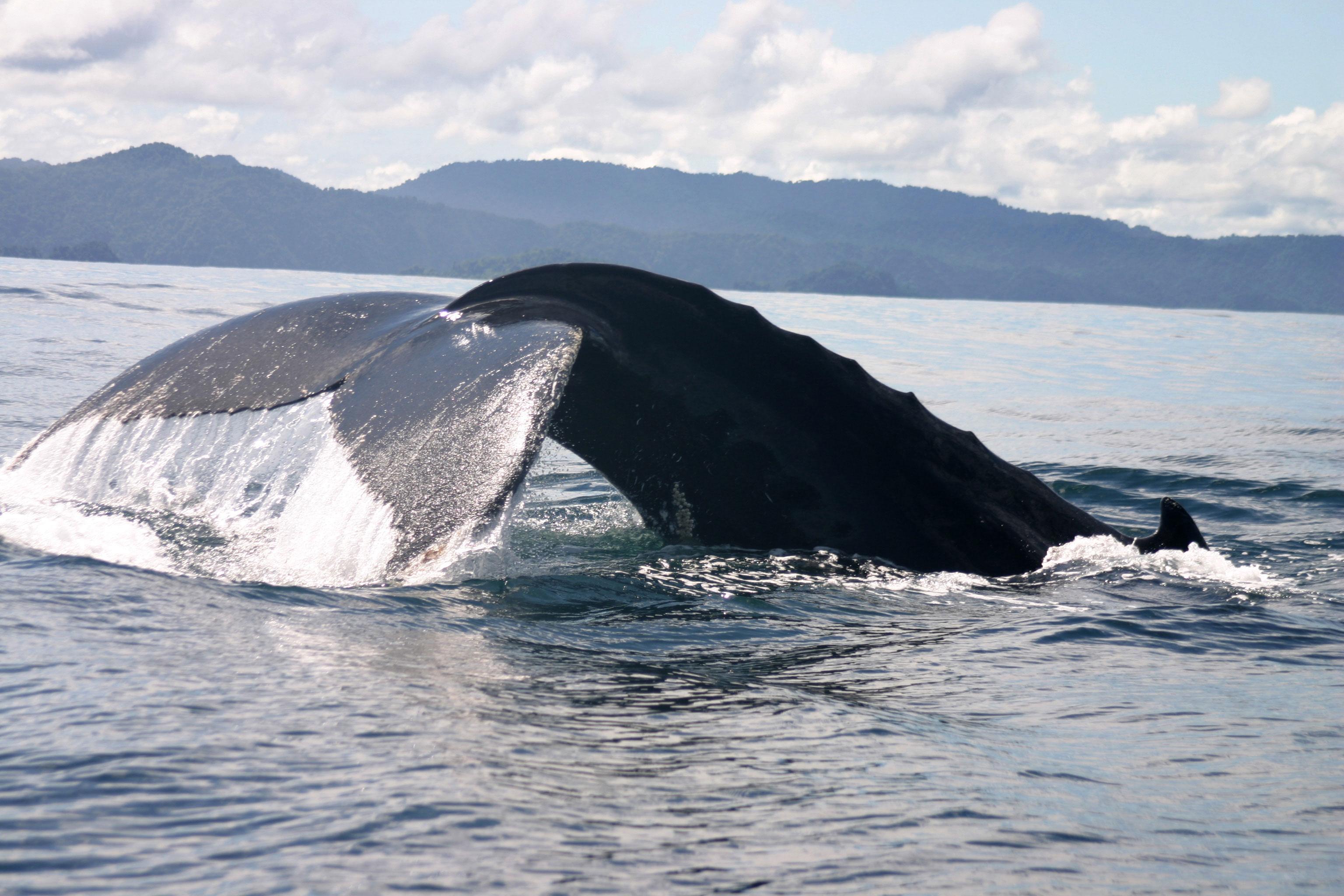 Ecolodge, reserva natural y avistamiento de ballenas en Bahía Solano
